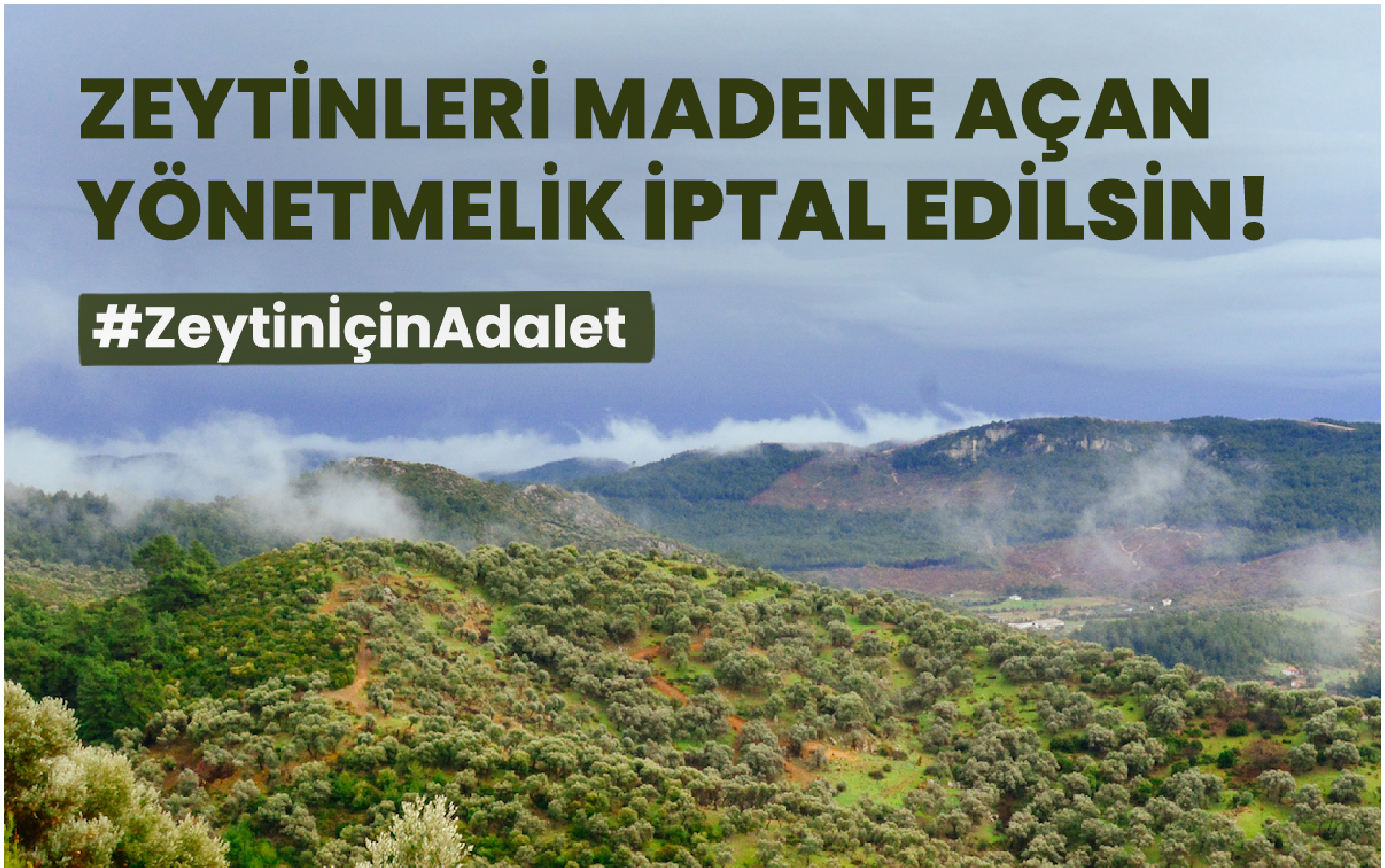 zeytinicinadalet-slider@3x